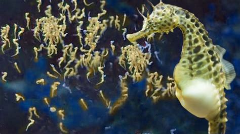 sea animal male gives birth